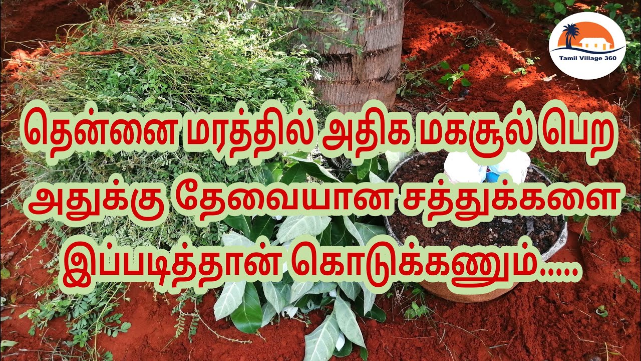 தென்னை மரம் இயற்கை உரம் | Cocout Tree Organic Fertilizer | Thennai Maram Iyarkkai Uram | Thennai