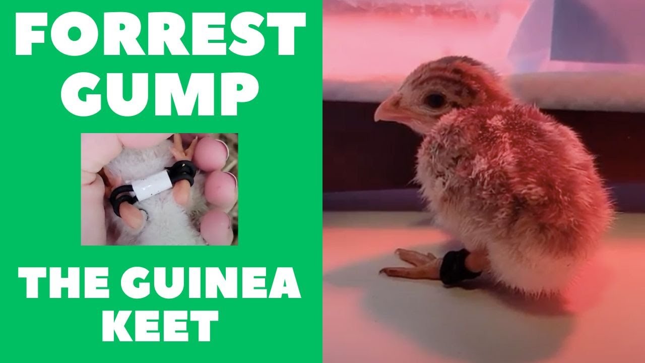Forrest Gump : the Guinea Keet! (farm animal rescue story)