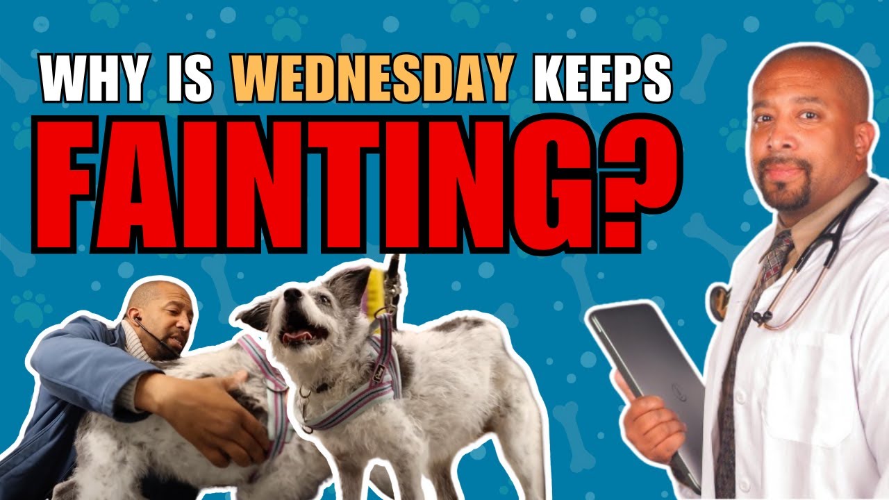 Why Does She Keep Fainting? The Answer Is Scary 😱 #petcareprovider #DrGoodwin #petcaretips