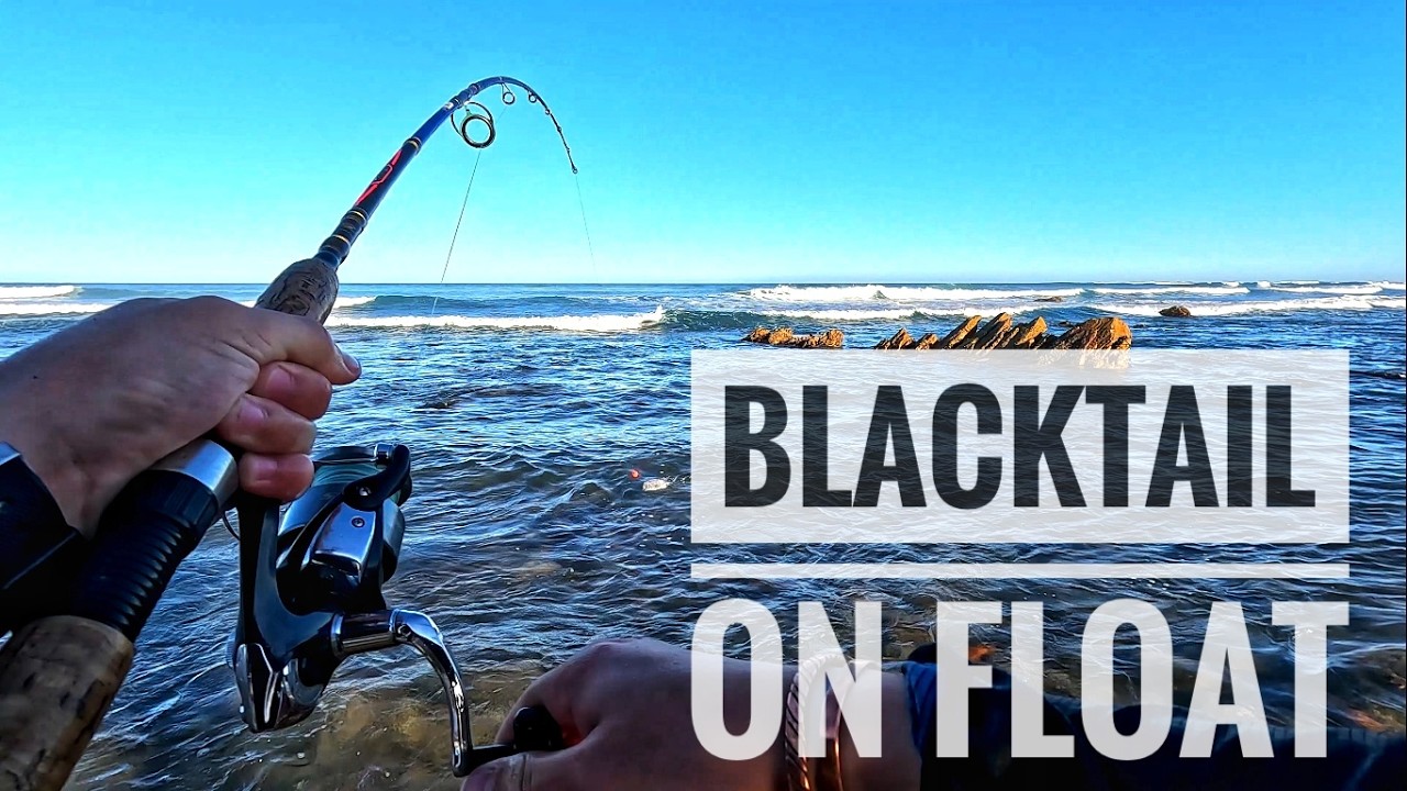 Ловля BLACKTAIL на поплавок!!