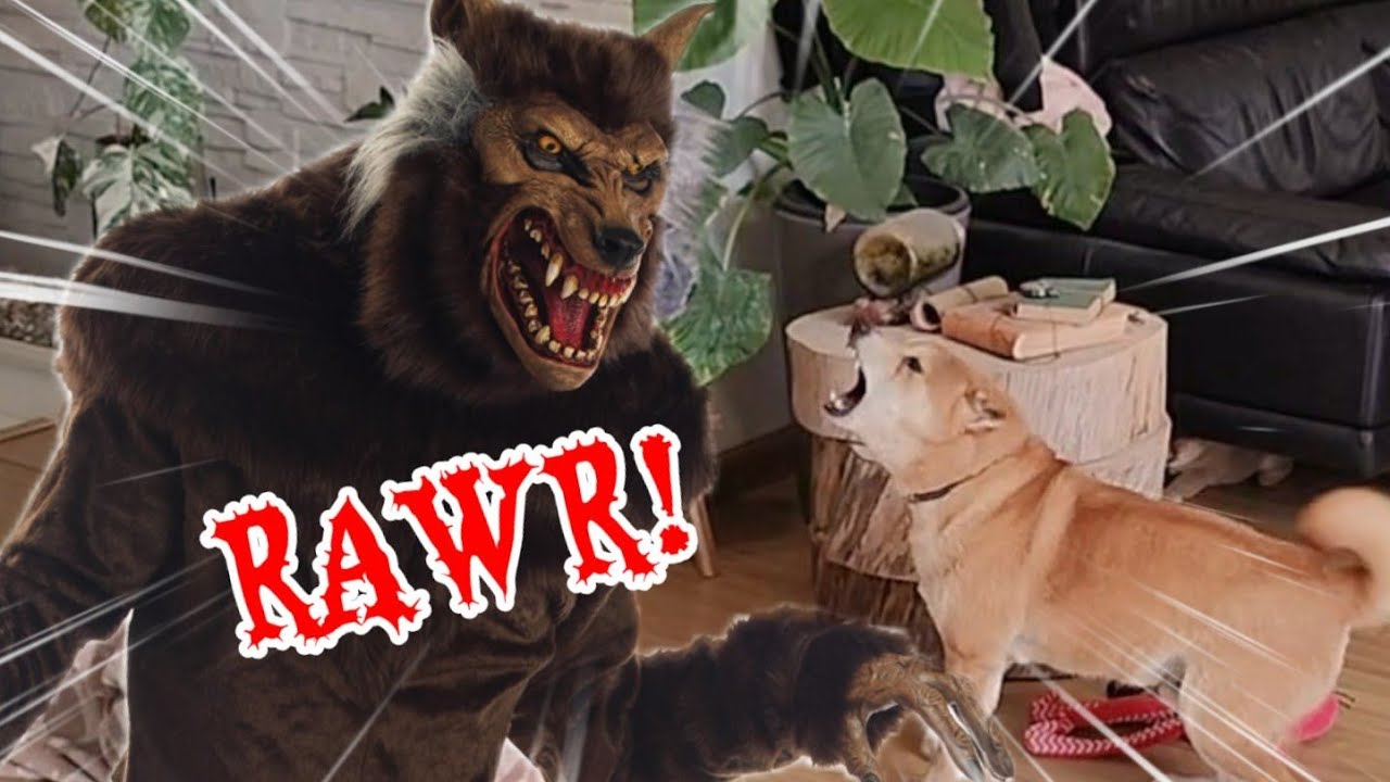 Scary Werewolf Prank on my Shiba Inu Dogs!