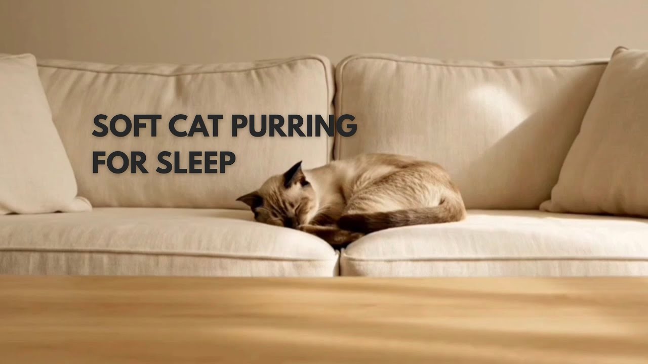 Cat Purring for Sleep | Soft, Calm, Gentle Presence (4 Hours)