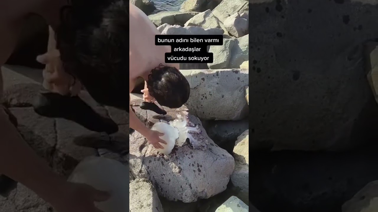 NEVER Pick up A Jellyfish! #shorts