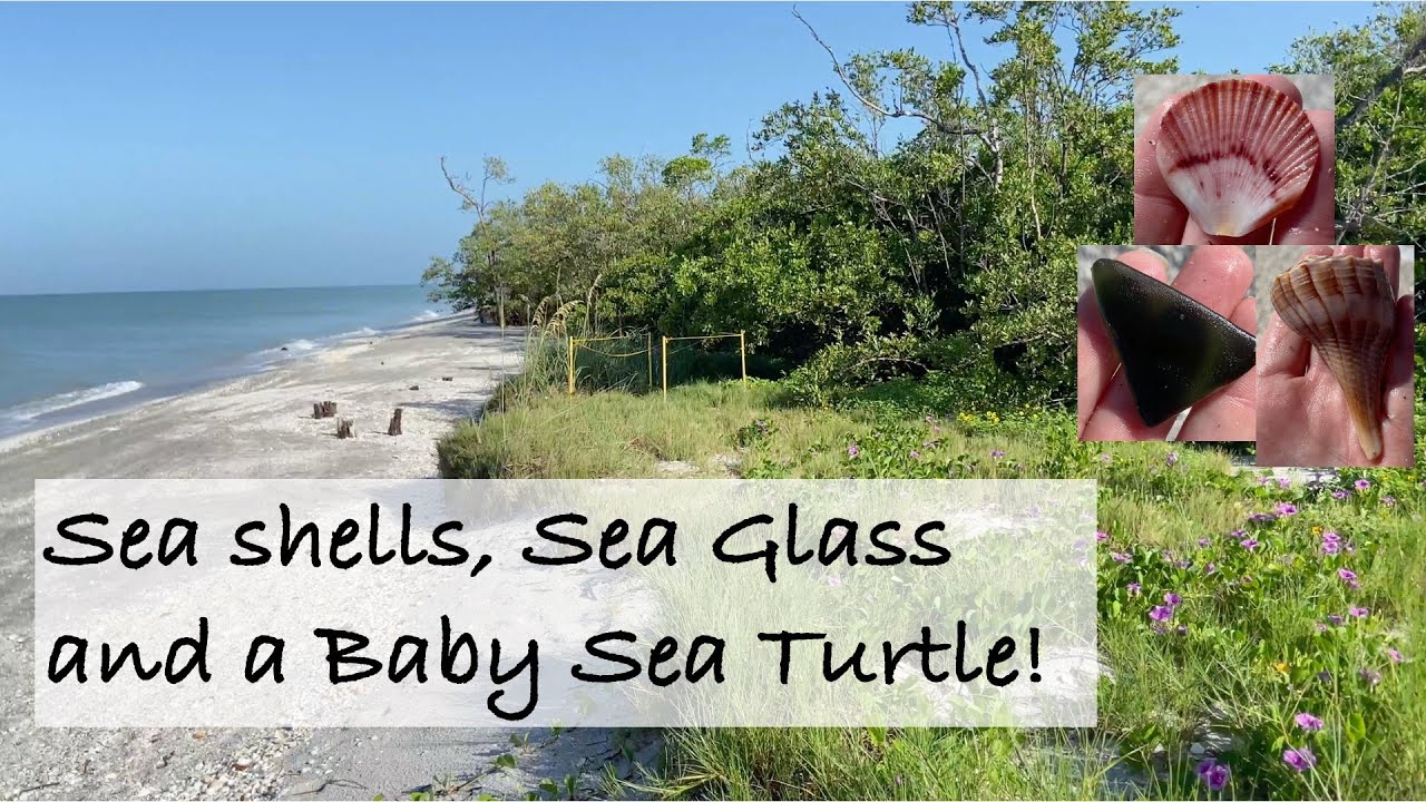 Shelling on Sanibel Island. Sea glass, sea shells and a baby sea turtle!