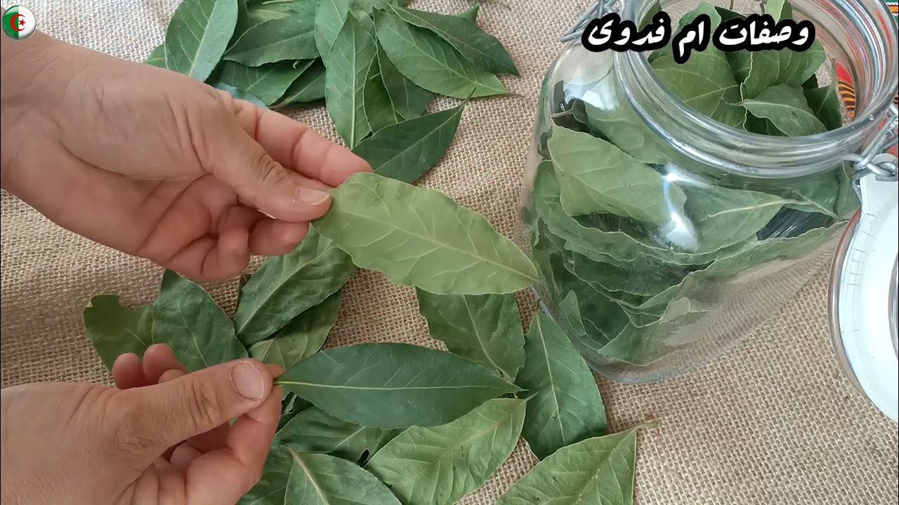 كيفية تجفيف ورق الغار(الرند),استعماله في القضاء على الحشرات المنزلية  feuilles de laurier