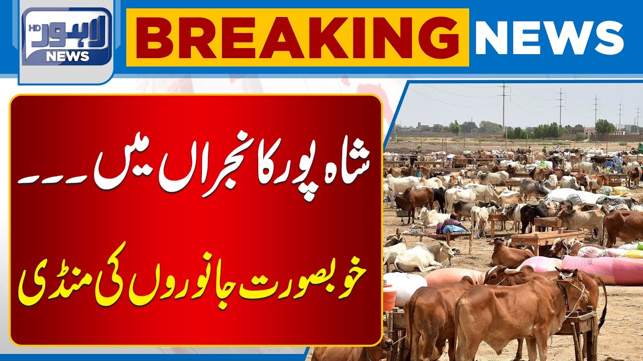 Sacrificial Animals Get More Expensive at Shahpur Kanjra Mandi | Lahore News HD