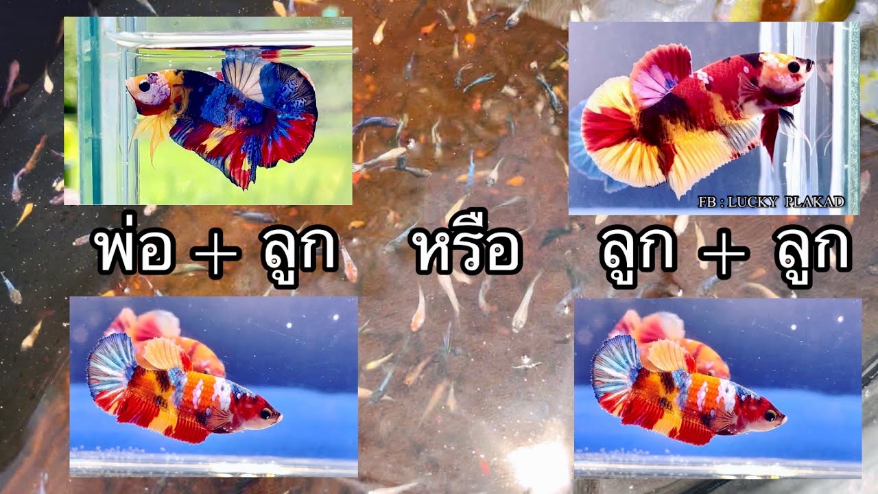 มัลติคัลเลอร์มุกน้ำเงิน Inbreed Crossbreed #betta #ปลากัด #multicolor
