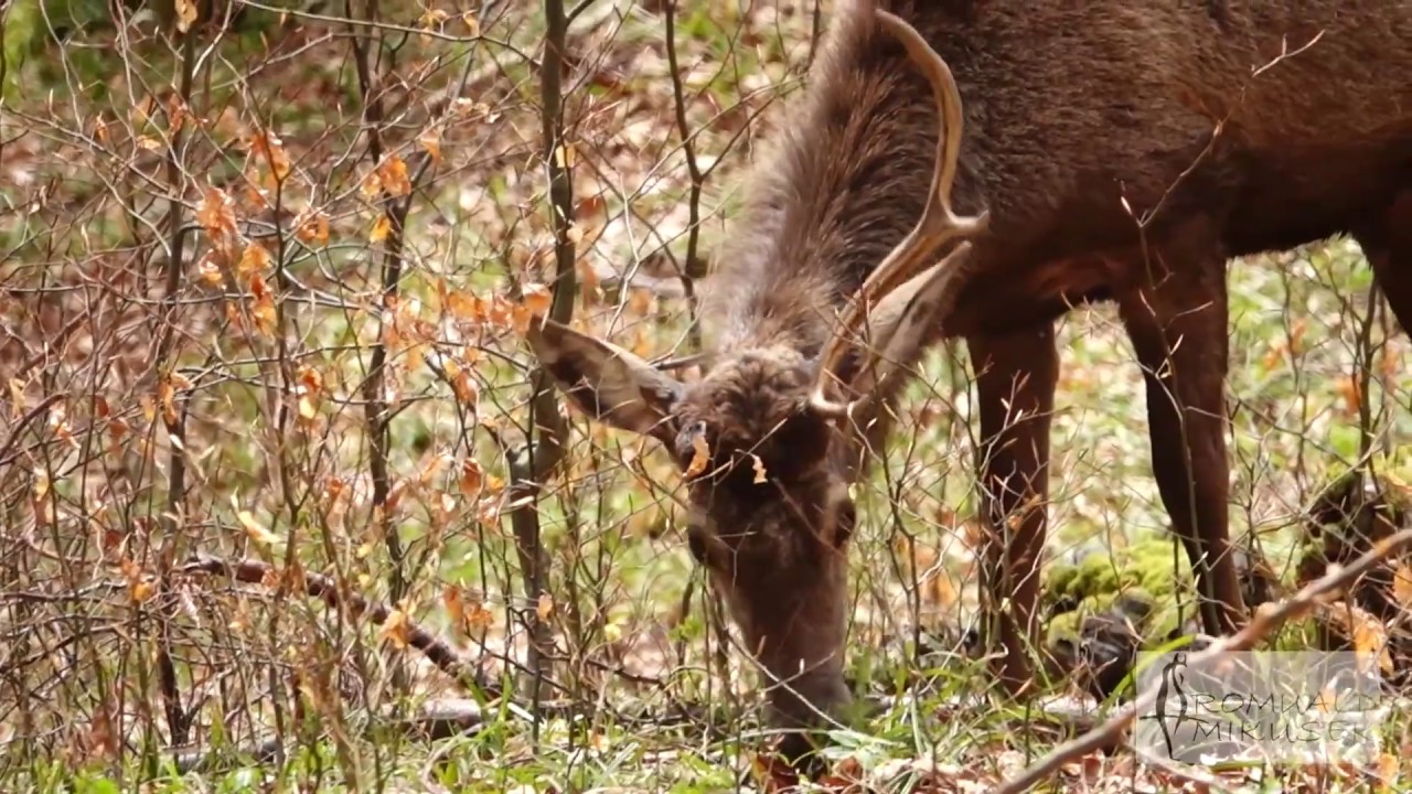jeleń, Cervus elaphus