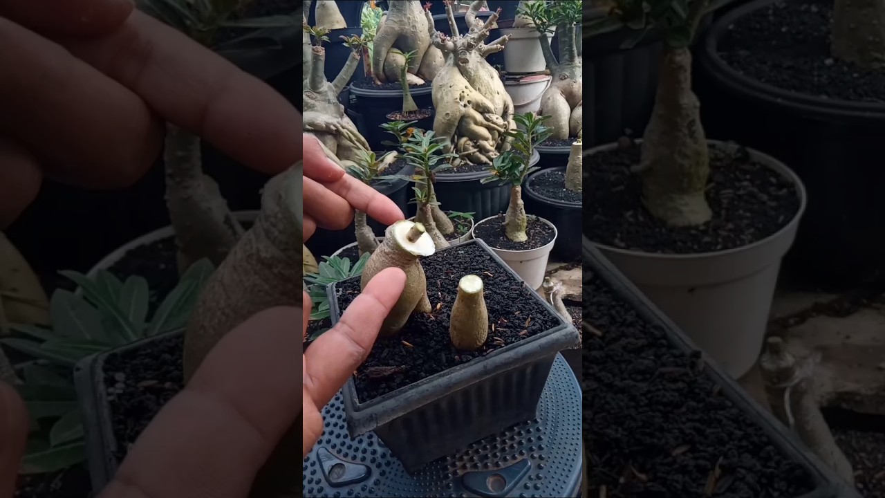 Adenium Infected with Fungus??? Re-Grafting Again 👌