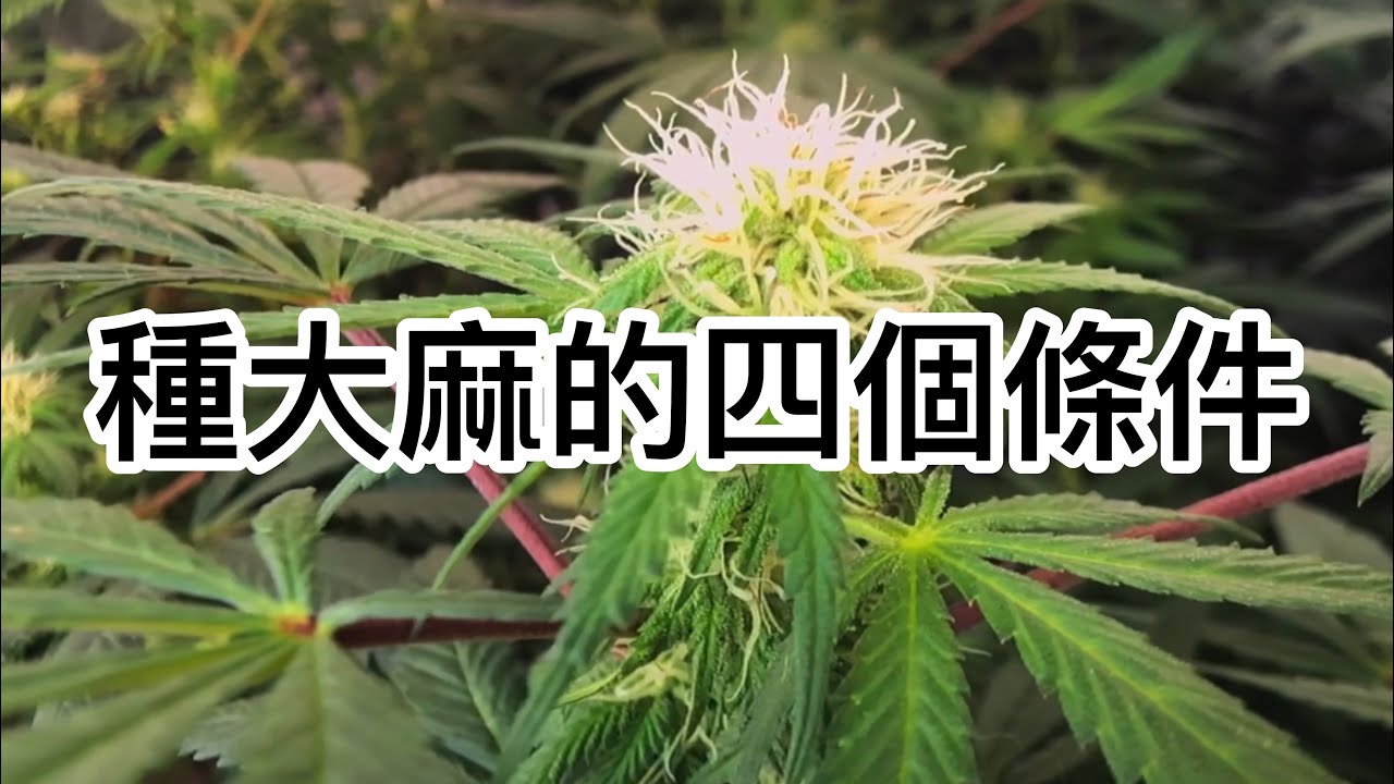 新手種大麻要準備的4件事，比你想像的還簡單 ｜ 草的百科
