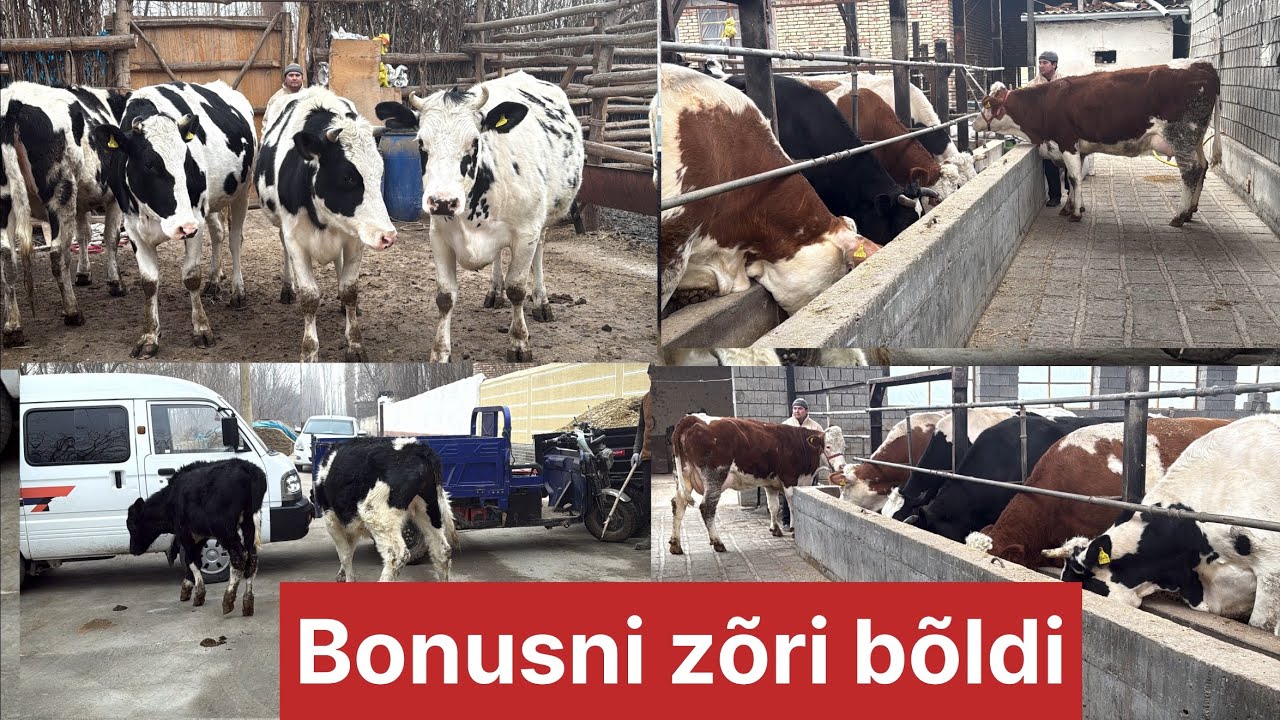 Simental va Ras buġozlar va yosh buqalar optim joyidan  n