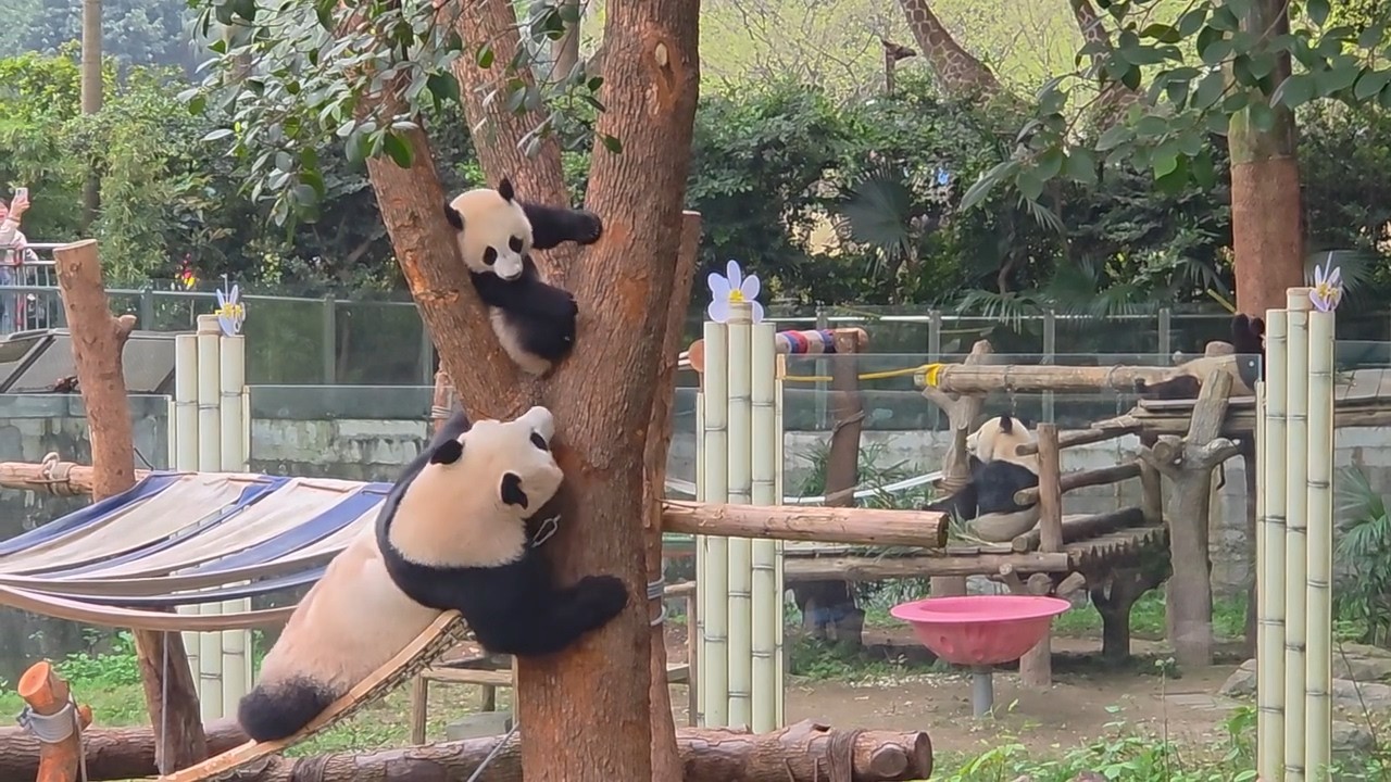 26.03.14💖吊桥一加～良月终于解忧，由得小月亮擒高擒低唔再慌失失🐼