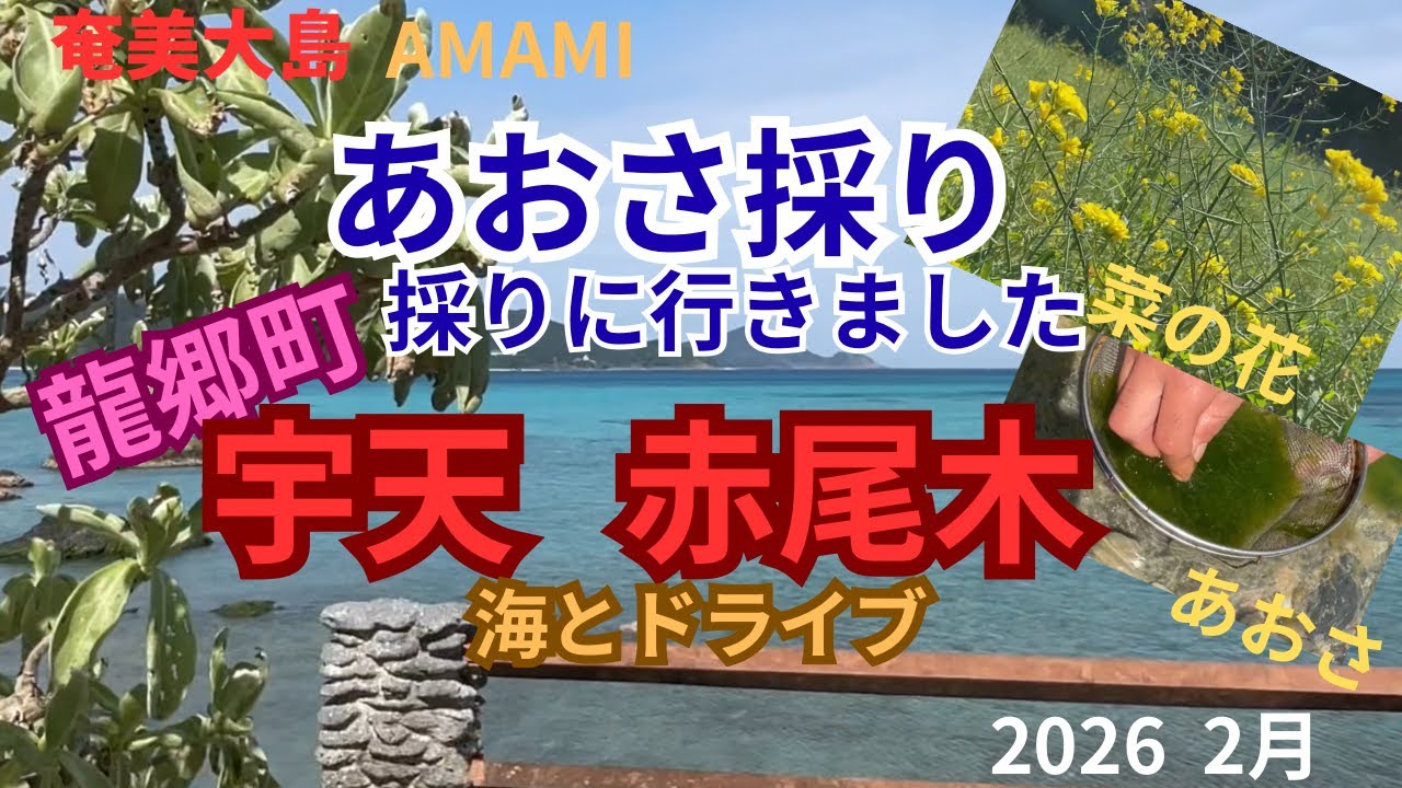 奄美大島　龍郷町　宇天と赤尾木の海メイン　あおさ採りに行きました2026年2月　AMAMI