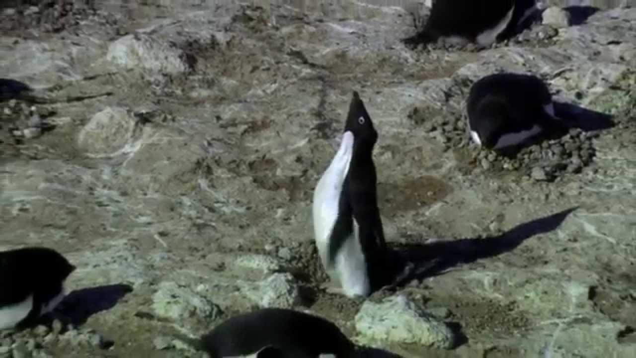 Nihilist Penguin (Song)