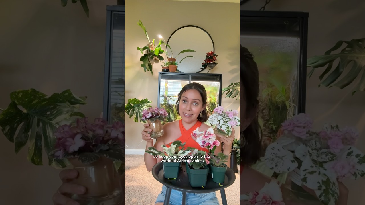I bought way too many African Violets #violets #plantcollections