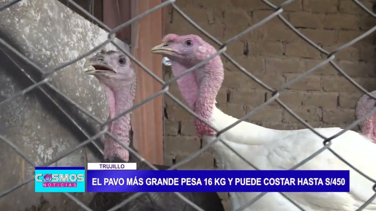 “La crianza de pavos requiere de dedicación e inversión”