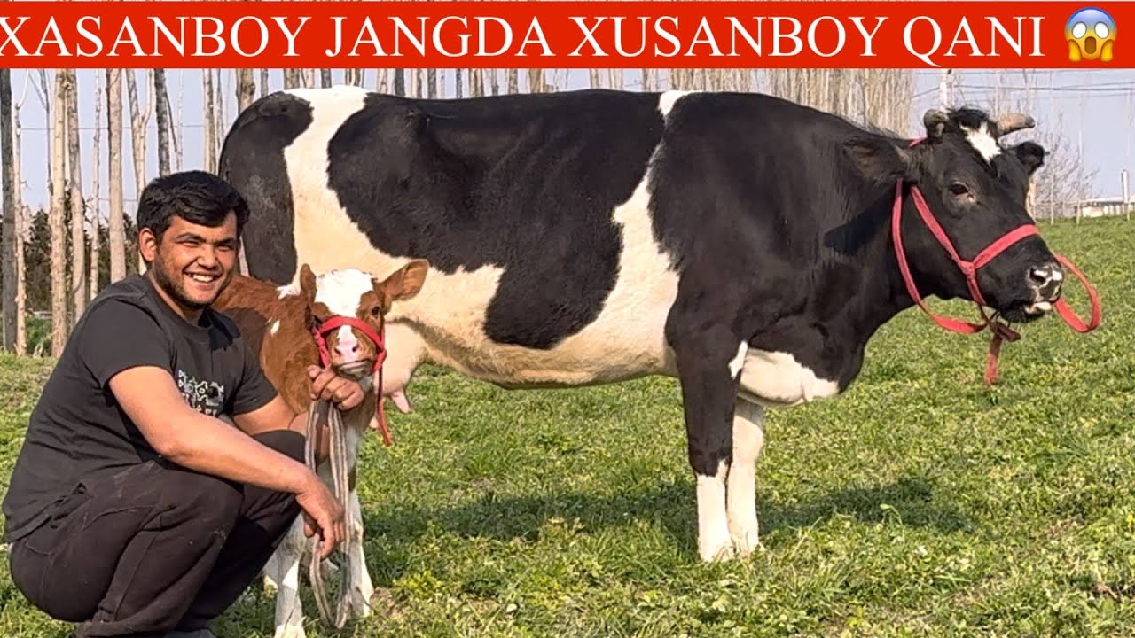 ARZONCHI😳BOLA🥛🌨️💥ISHONARLI ONA BOLA GOʻZAL SGIRLARI KELDI🚘DASTAFKASI B PULI ARZON✊🏃