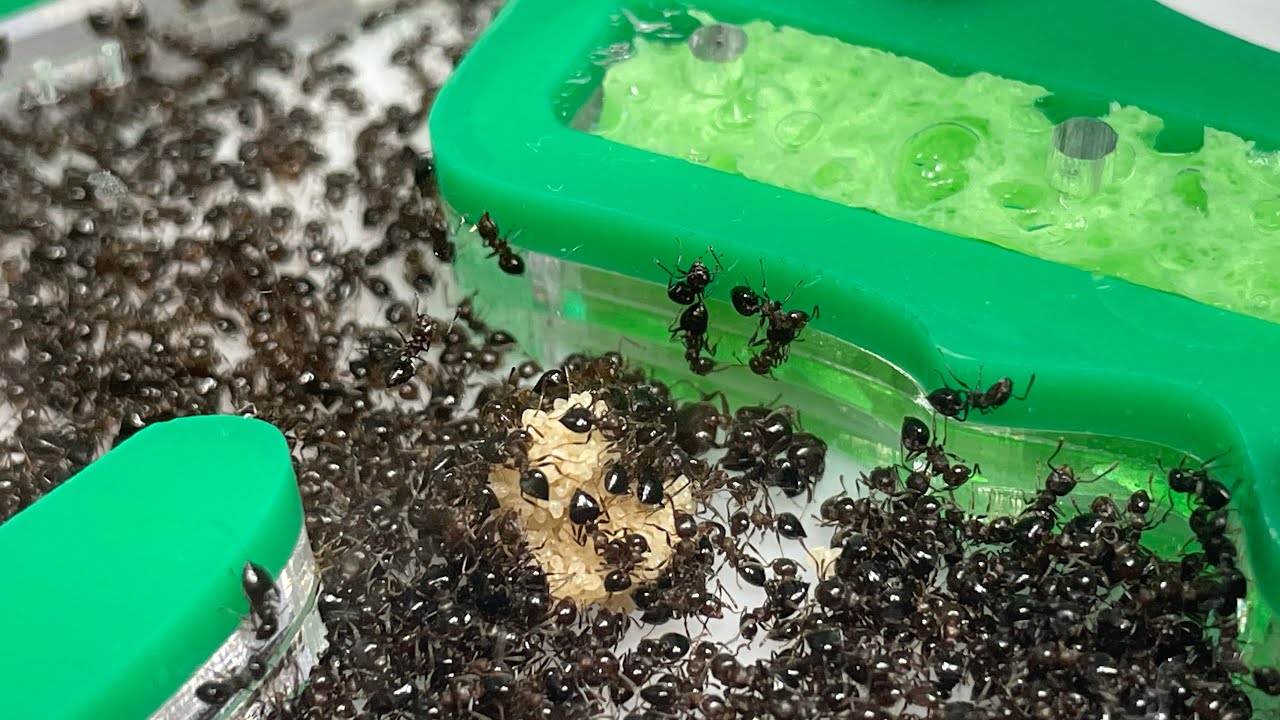 Taking my crematogaster cerasi ant colony out of hibernation.