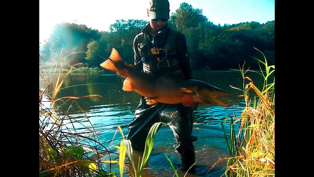 LAŠIŠA 2020 | SALMON NERIS