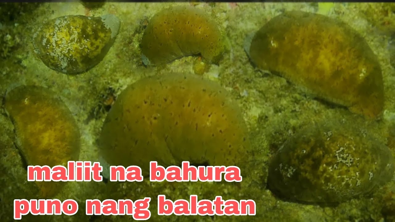 EP302 maliit na bahura puno nang balatan 