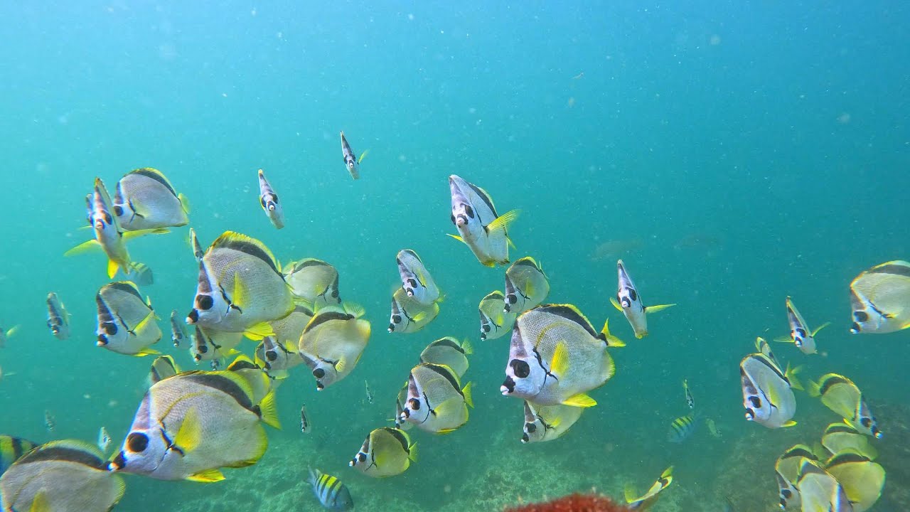 Snorkeler impact on fish in northwest Costa Rica