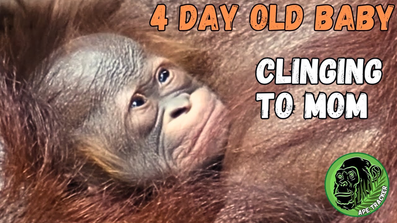 Awesome 4 Day Old Baby Orangutan Clinging On To Mom !!