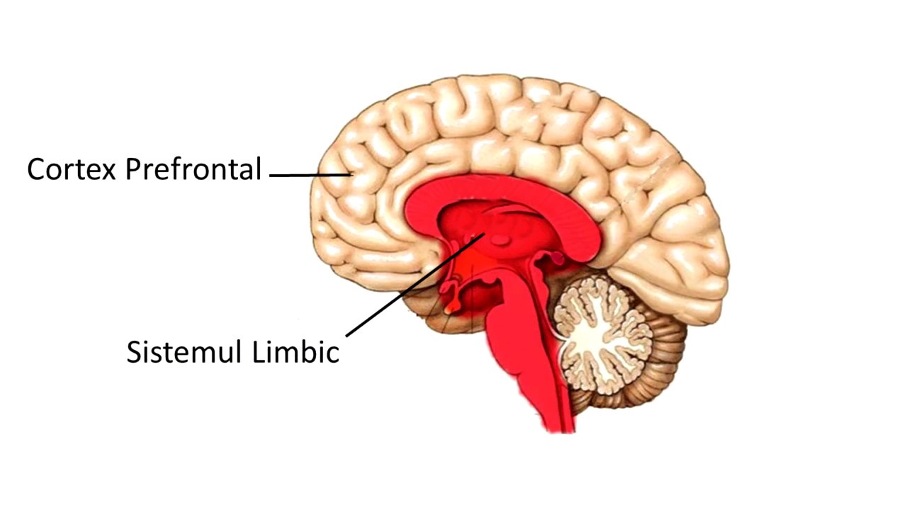 Cum scap de pornografie - NeuroBiologia Adictiei