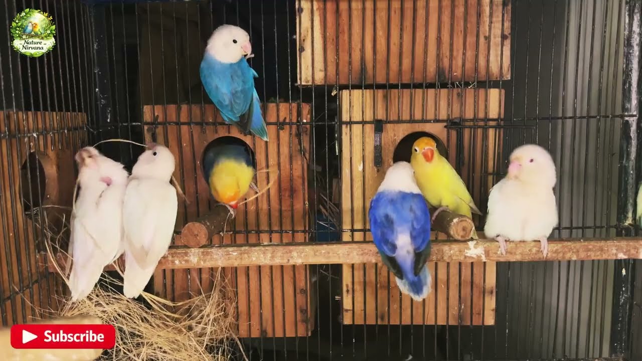 Peaceful Lovebirds Moments | 20 Min Unedited Natural Bird Sounds for Relaxation