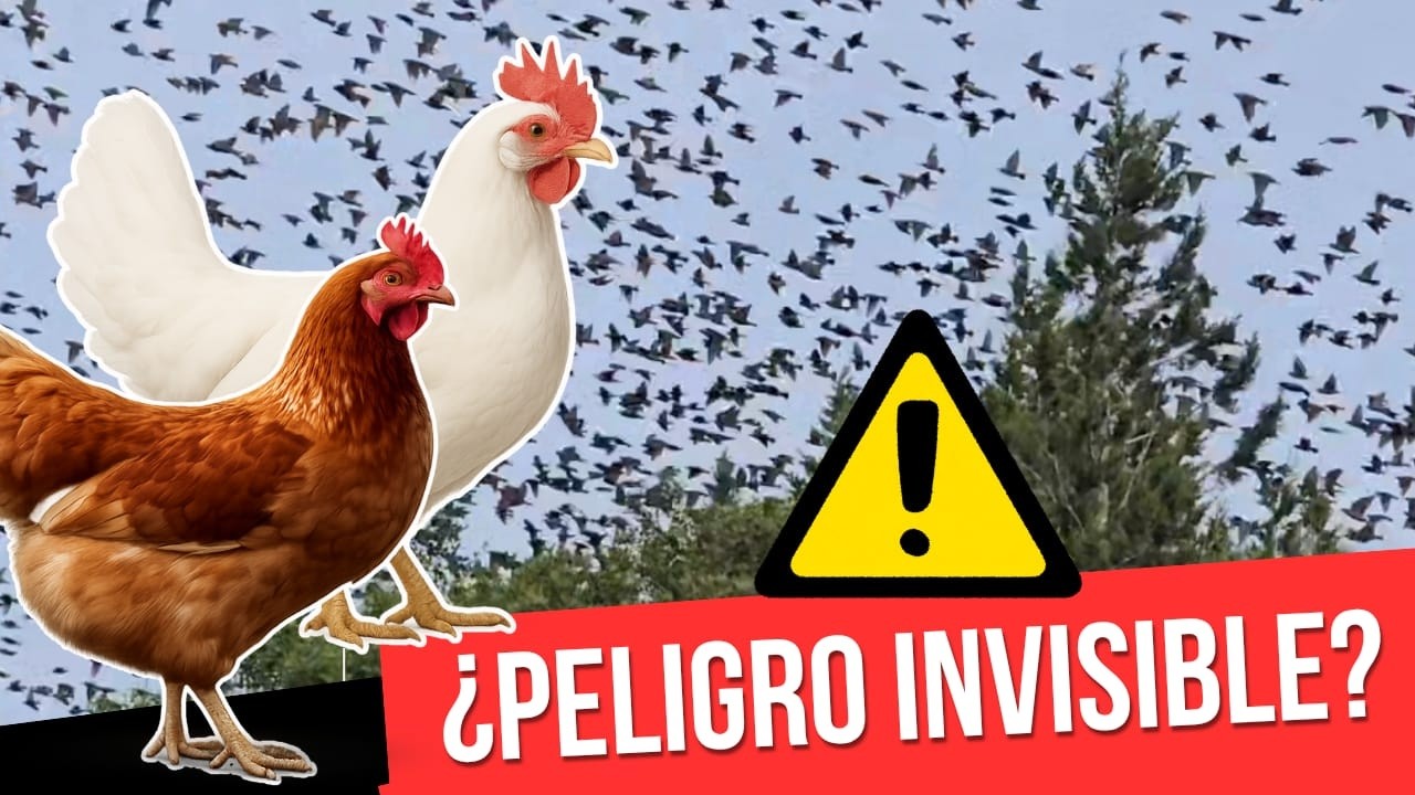 Cuidado con las aves migratorias y granja: esto debes saber