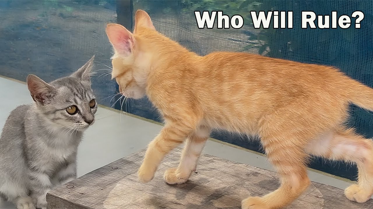 Two Kittens Battle for the Throne &mdash; Only One Can Be King!