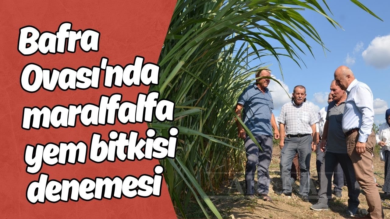 Bafra Ovası'nda maralfalfa yem bitkisi denemesi