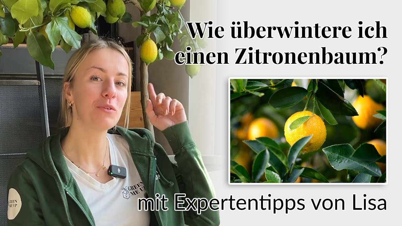 Wie überwintere ich einen Zitronenbaum? Und was tun, wenn Blätter abfallen? Lösungen & Expertentipps