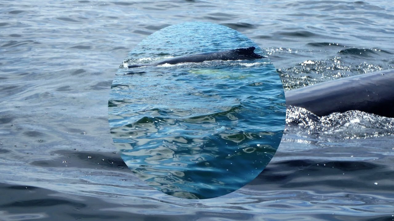 Hommage aux baleines et Huards
