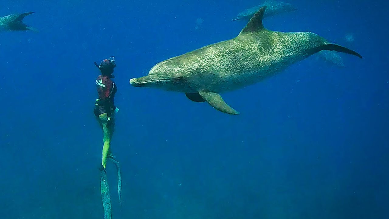 Diving with Dolphins off Remote Islands - Spearfishing Adventure