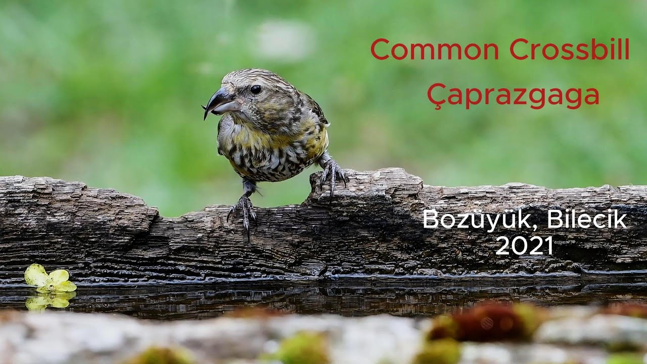 Common Crossbill / Çaprazgaga, Bozüyük, Bilecik