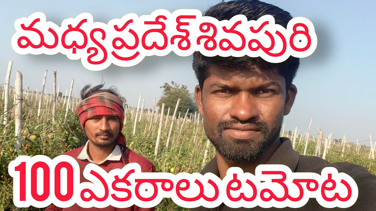 మధ్య ప్రదేశ్ శివపురి 100  ఎకరాలు టమోటా పంట లో