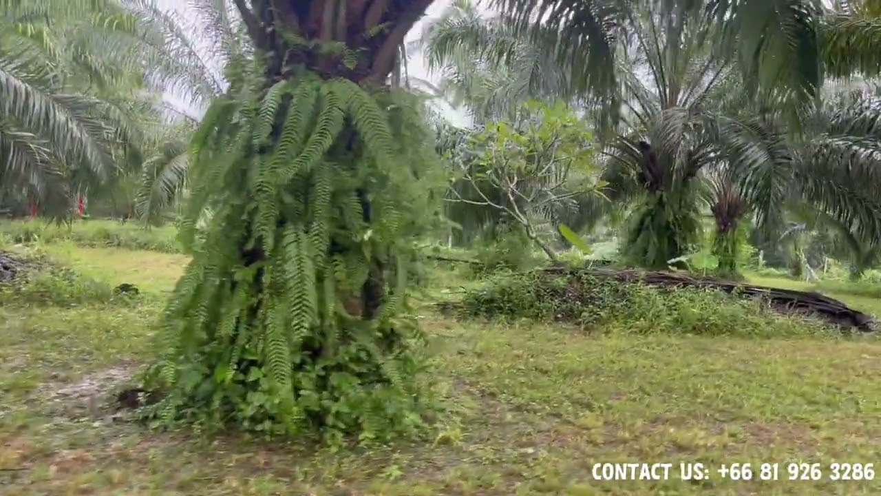2 Ngan of Palm Plantation Land for Sale, Near Pakarang Cape, Popular Tourist Destination in Phagnga