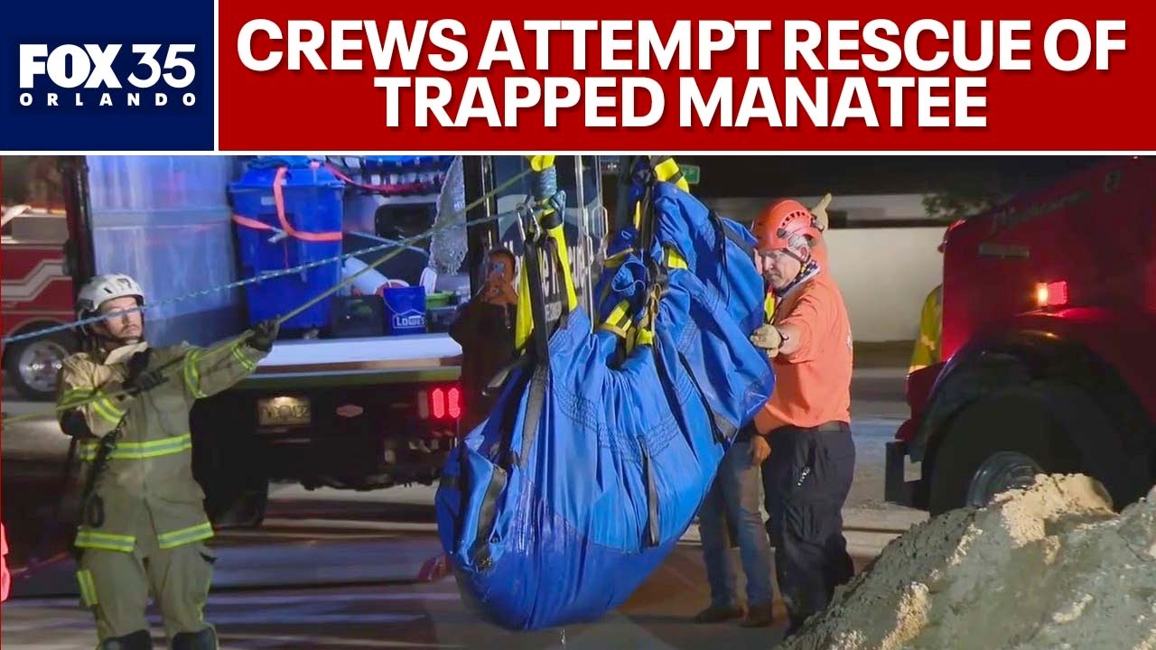 Crews lift manatee out of storm drain in daring rescue mission