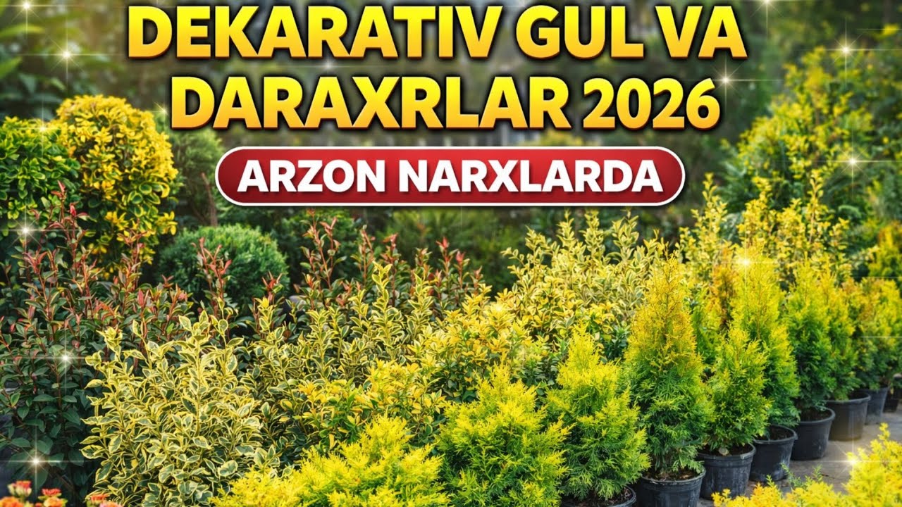 DEKARATIV GUL VA DARAXRLAR 