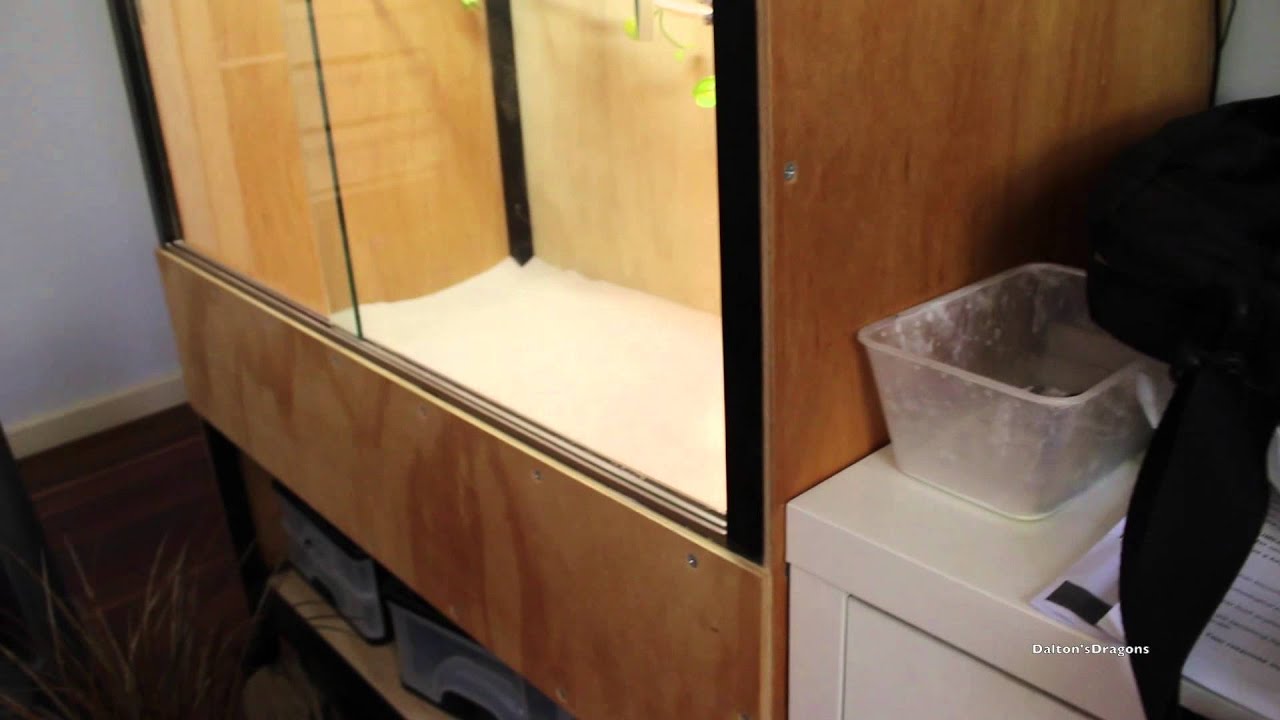 Central Netted Dragon Laying 2nd Clutch Soon