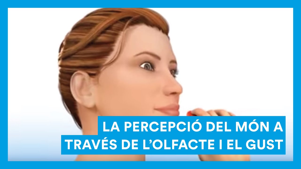 L'olfacte i el gust, i la percepció del món