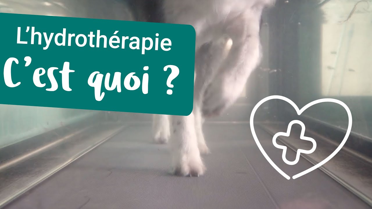 Les bienfaits de l'hydrothérapie pour votre chien