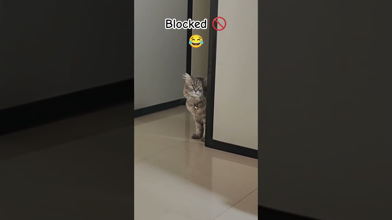 Gabru भी सोच रहा – सारे रिश्तेदार Block क्यों? 😂 | Sandhya Kotian Shorts#Gabru#PersianCat#Funny