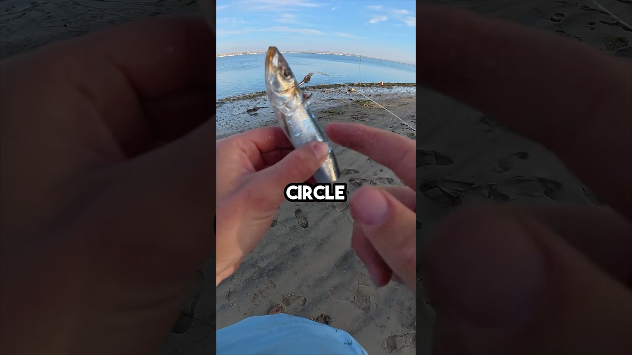 Fishing For Big Sharks and Rays! #fishingvideo #fishingbait #fish
