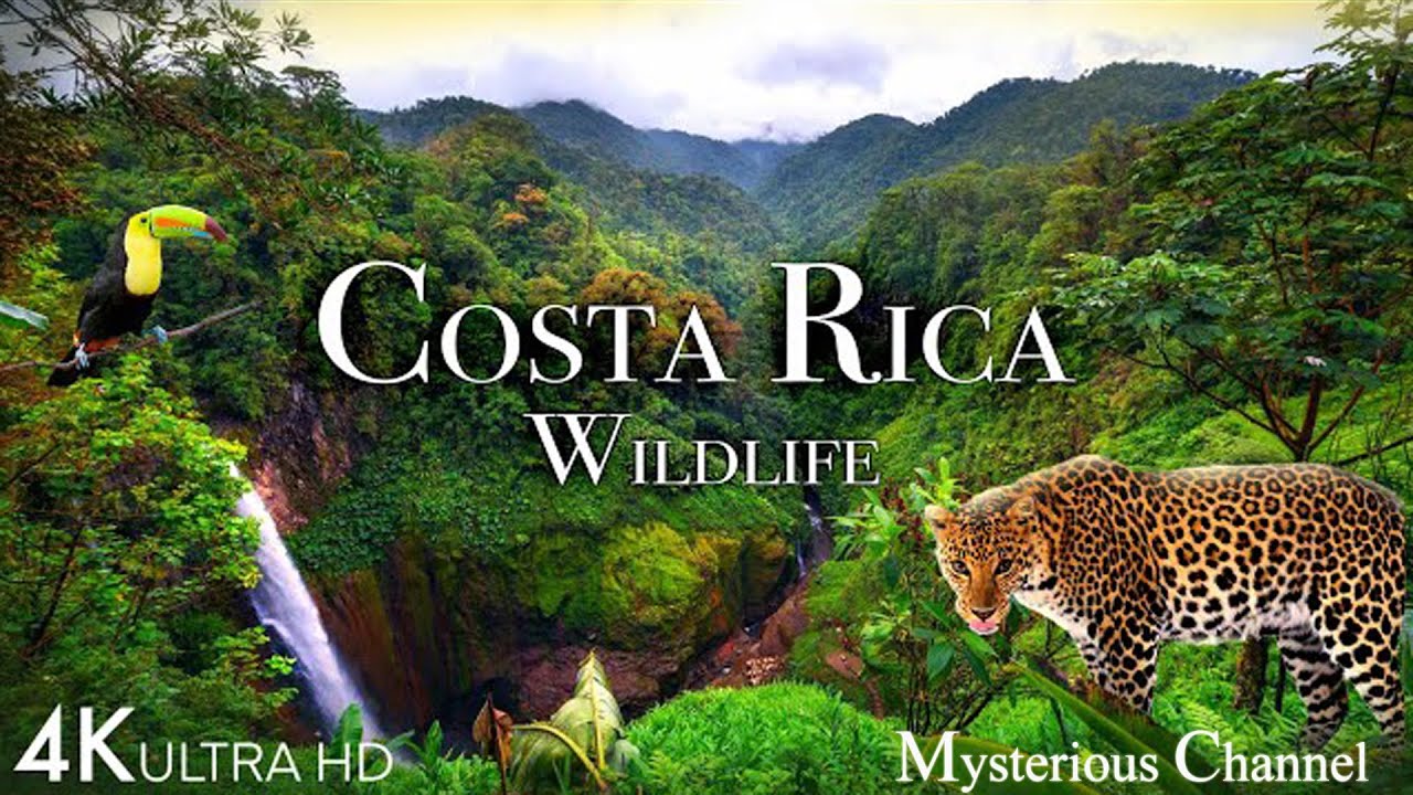 Costa Rica has a wide variety of wildlife. These 4k Animals Call The Jungles Of Costa Rica Home.