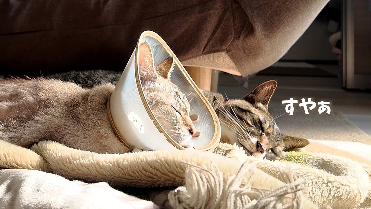 洗濯物を干しに出たら、溶けていた猫たち