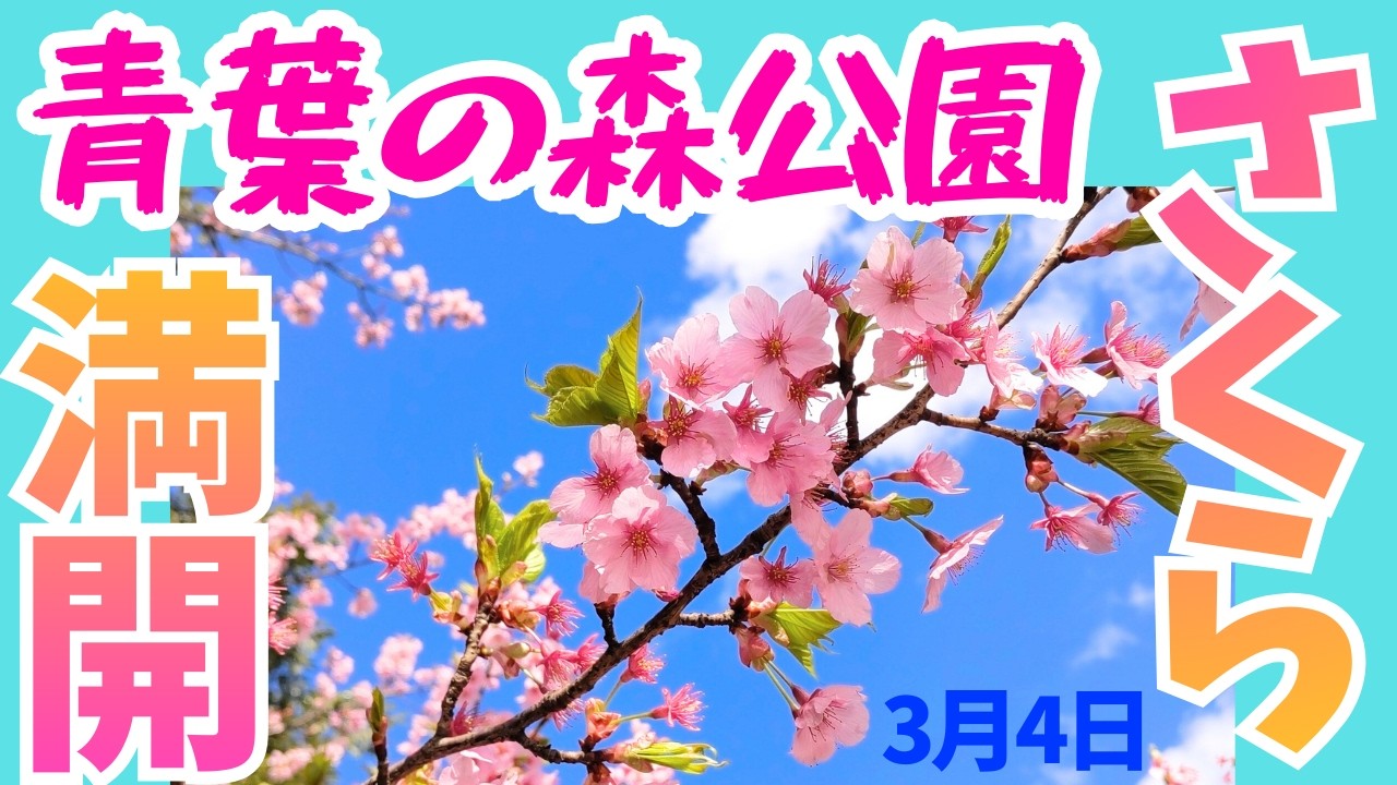 #5 青葉の森公園 『 3月4日🌸サクラ満開 』開花情報