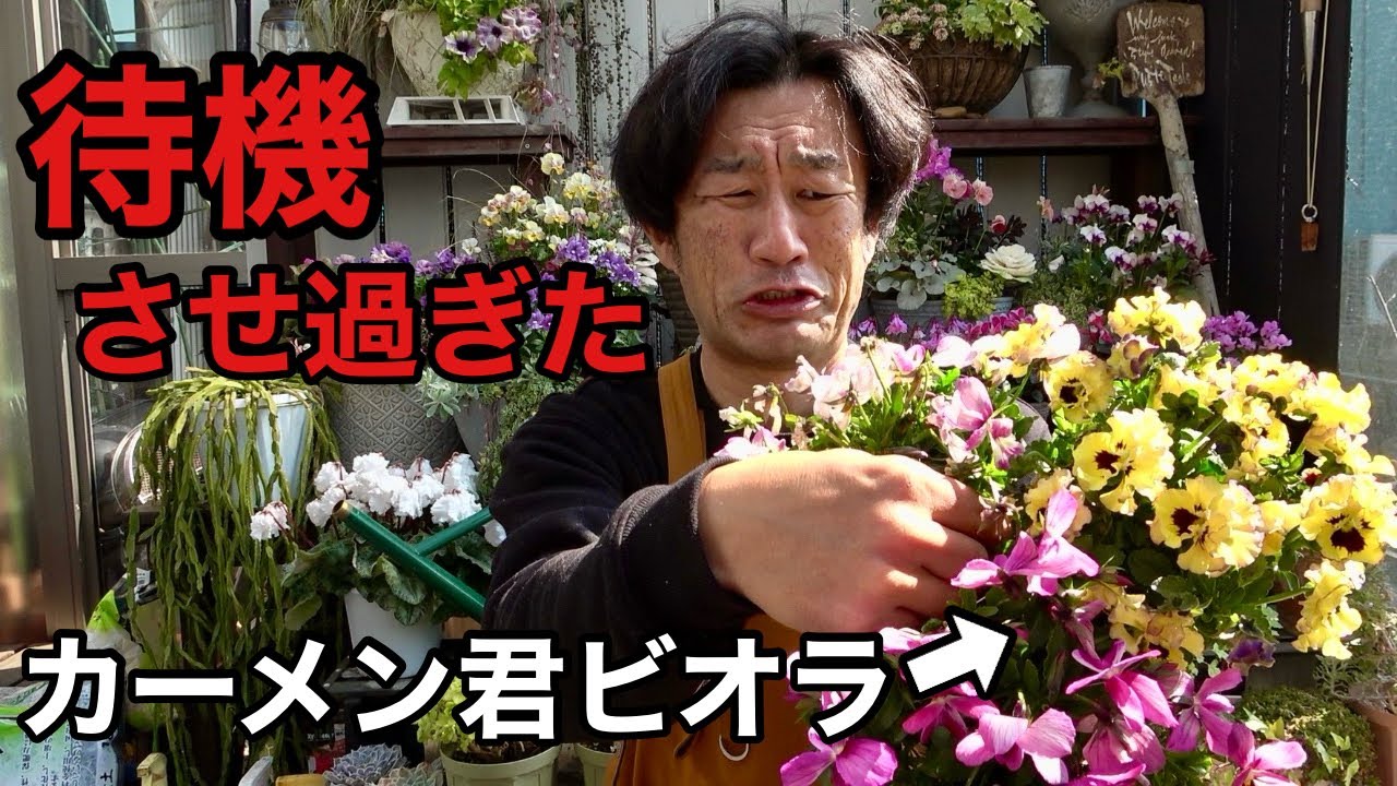 【結果】くちゃくちゃになってしまった。。。　【園芸超人カーメン君】
