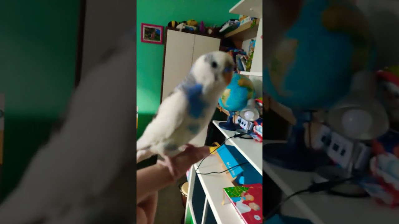 ochočen&aacute; andulka je cute