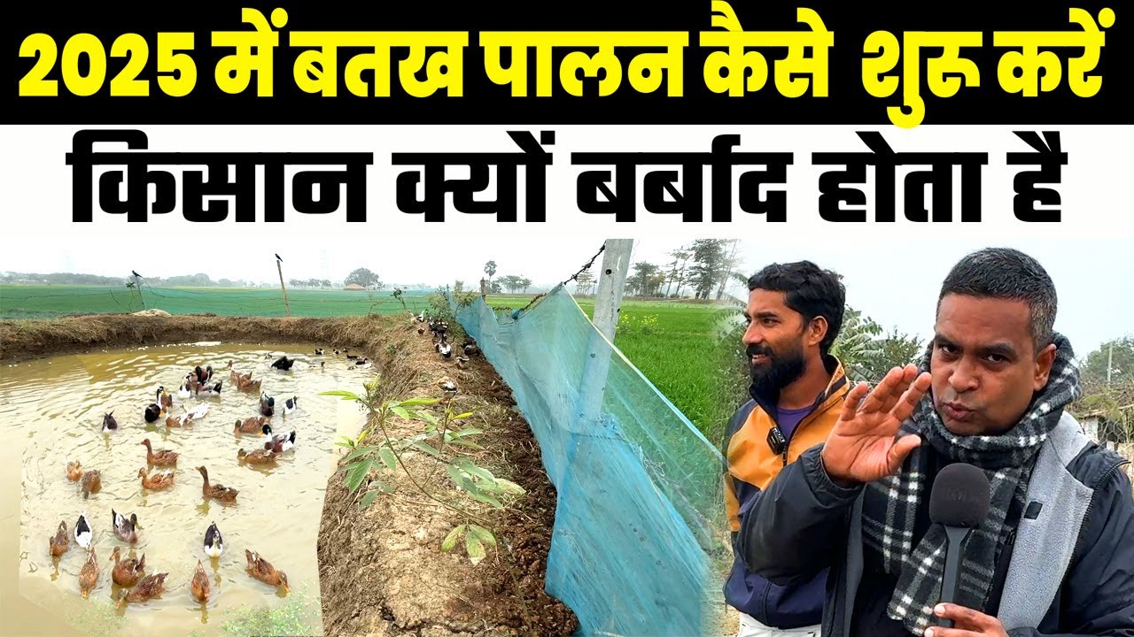2025 में DUCK FARMING BUSINESS शुरू करने से पहले ये  जान लो बतख पालन में  किसान क्यों बर्बाद होता है